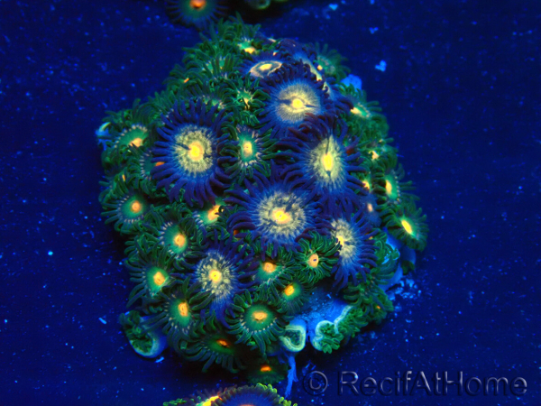 WYSIWYG - Zoanthus Mariculture Indo Acclimated under LED