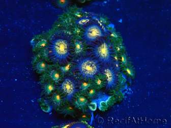 WYSIWYG - Zoanthus Mariculture Indo Acclimated under LED