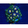 WYSIWYG - Zoanthus Maricultura Indo Acclimatato sotto led