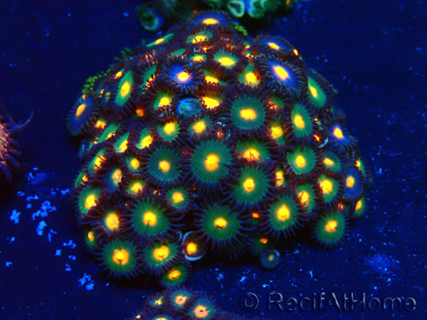 WYSIWYG - Zoanthus Indo Mariculture Acclimated under LED