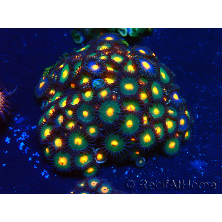 WYSIWYG - Zoanthus Mariculture Indo Acclimaté sous led