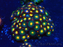 WYSIWYG - Zoanthus Indo Mariculture Acclimated under LED