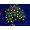 WYSIWYG - Zoanthus 14D3 Mariculture Indo Acclimaté sous led