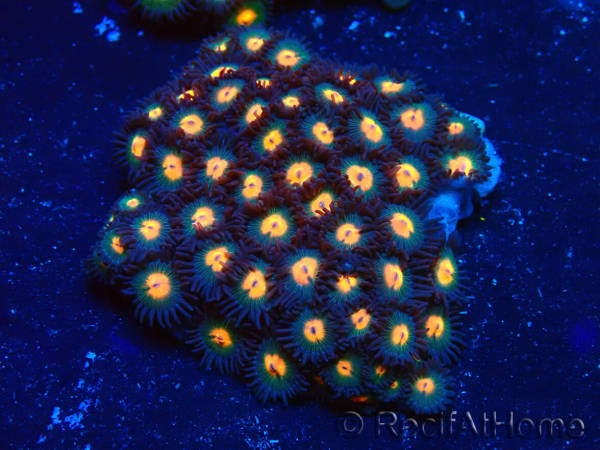 WYSIWYG - Zoanthus 14D4 Mariculture Indo Acclimaté sous led