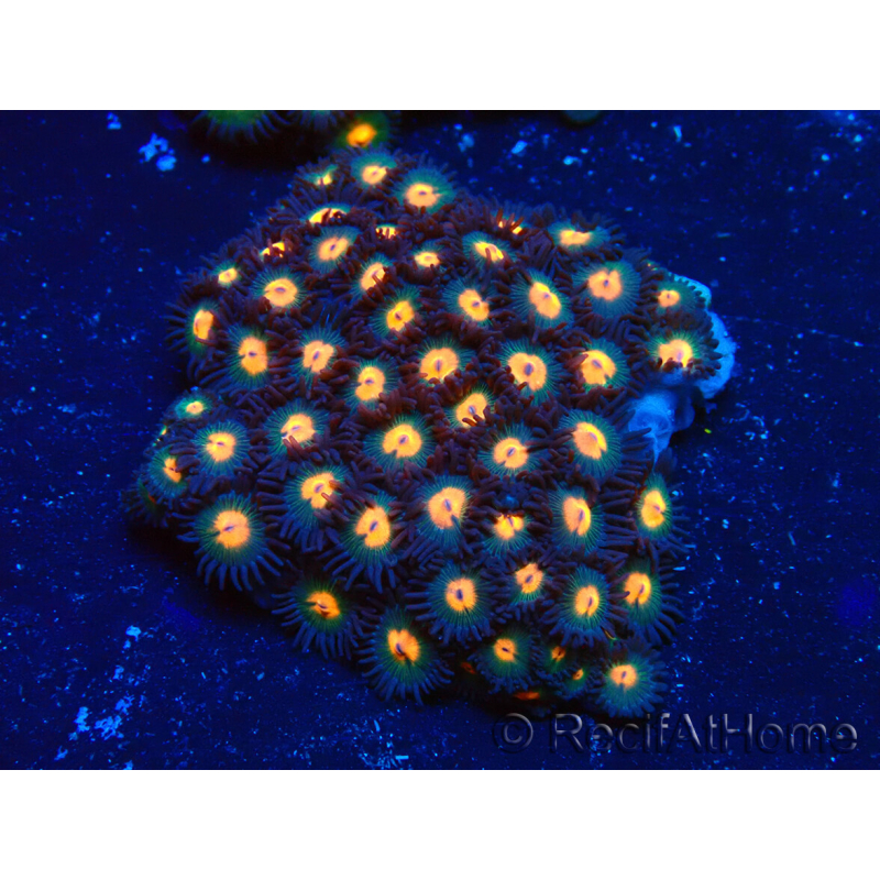 WYSIWYG - Zoanthus Maricultura Indo Aclimatado bajo led