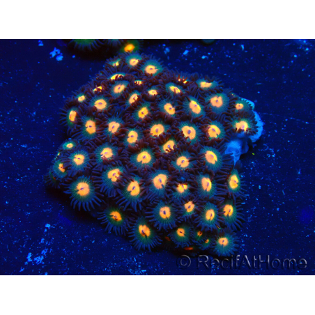 WYSIWYG - Zoanthus Mariculture Indo Acclimaté sous led