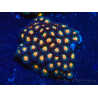 WYSIWYG - Zoanthus Indo Mariculture Acclimated under LED