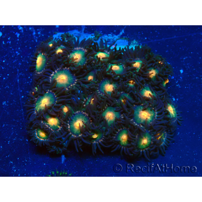 WYSIWYG - Zoanthus Maricultura Indo Aclimatado bajo LED