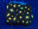 WYSIWYG - Zoanthus 14D5 Mariculture Indo Acclimaté sous led