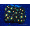 WYSIWYG - Zoanthus Mariculture Indo Acclimaté sous led