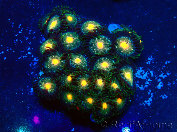 WYSIWYG - Zoanthus Maricoltura Indo Acclimatato sotto LED