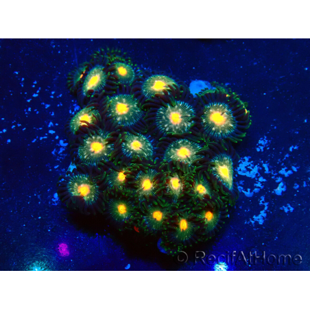 WYSIWYG - Zoanthus 14D6 Mariculture Indo Acclimaté sous led