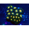 WYSIWYG - Zoanthus Mariculture Indo Acclimated under LED