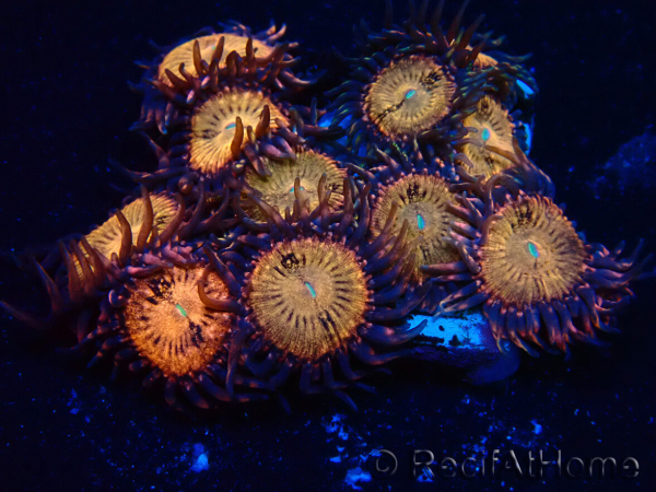 WYSIWYG - Zoanthus Maricultura Indo Aclimatado bajo led