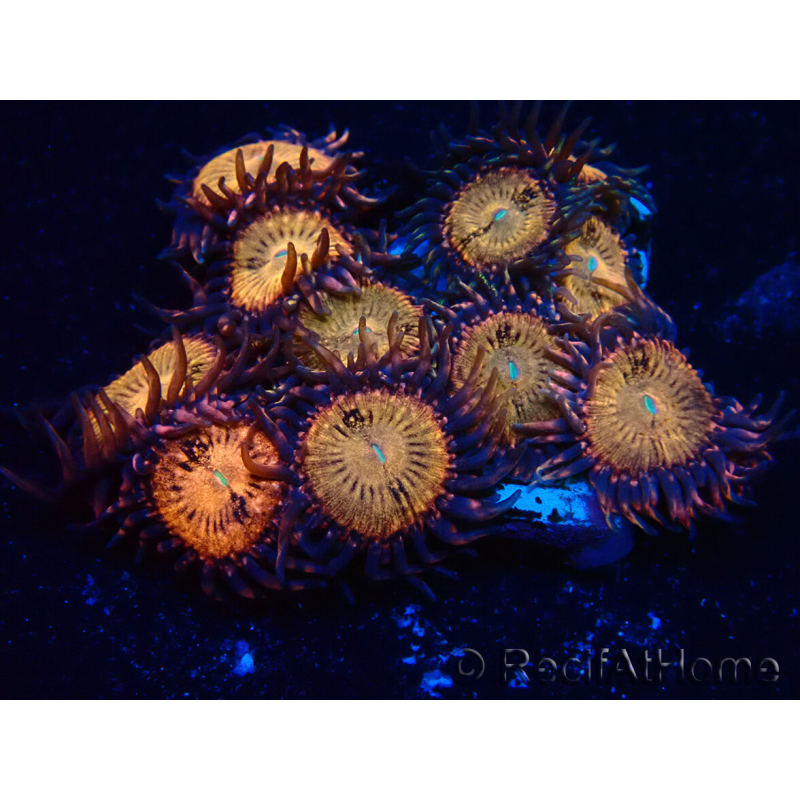 WYSIWYG - Zoanthus Maricultura Indo Aclimatado bajo led