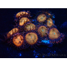 WYSIWYG - Zoanthus Mariculture Indo Acclimated under LED
