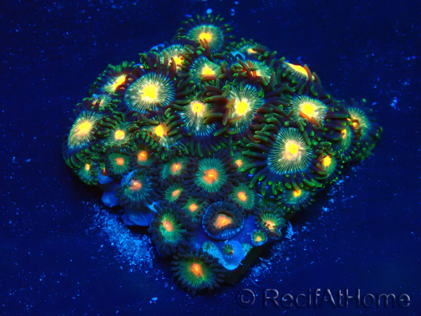 WYSIWYG - Zoanthus 14E2 Mariculture Indo Acclimaté sous led