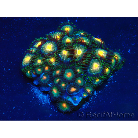 WYSIWYG - Zoanthus Maricoltura Indo Acclimatato sotto led