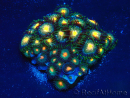 WYSIWYG - Zoanthus Maricoltura Indo Acclimatato sotto led