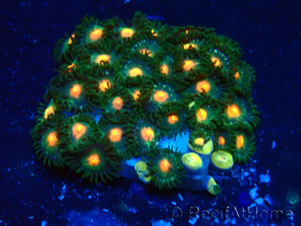 WYSIWYG - Zoanthus 14E3 Mariculture Indo Acclimaté sous led