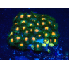 WYSIWYG - Zoanthus Mariculture Indo Acclimated under LED