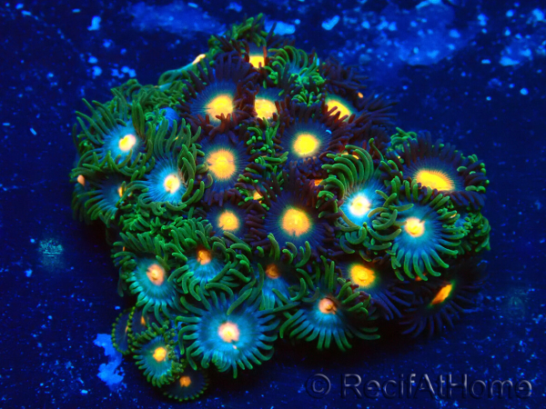 WYSIWYG - Zoanthus Mariculture Indo Acclimaté sous led