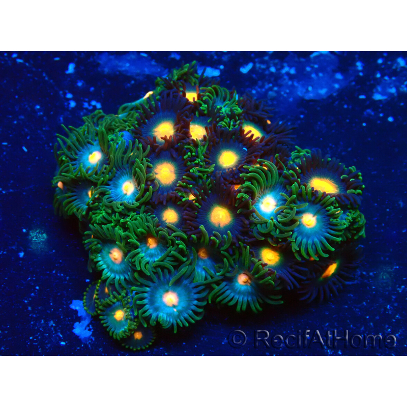 WYSIWYG - Zoanthus 14E4 Mariculture Indo Acclimaté sous led