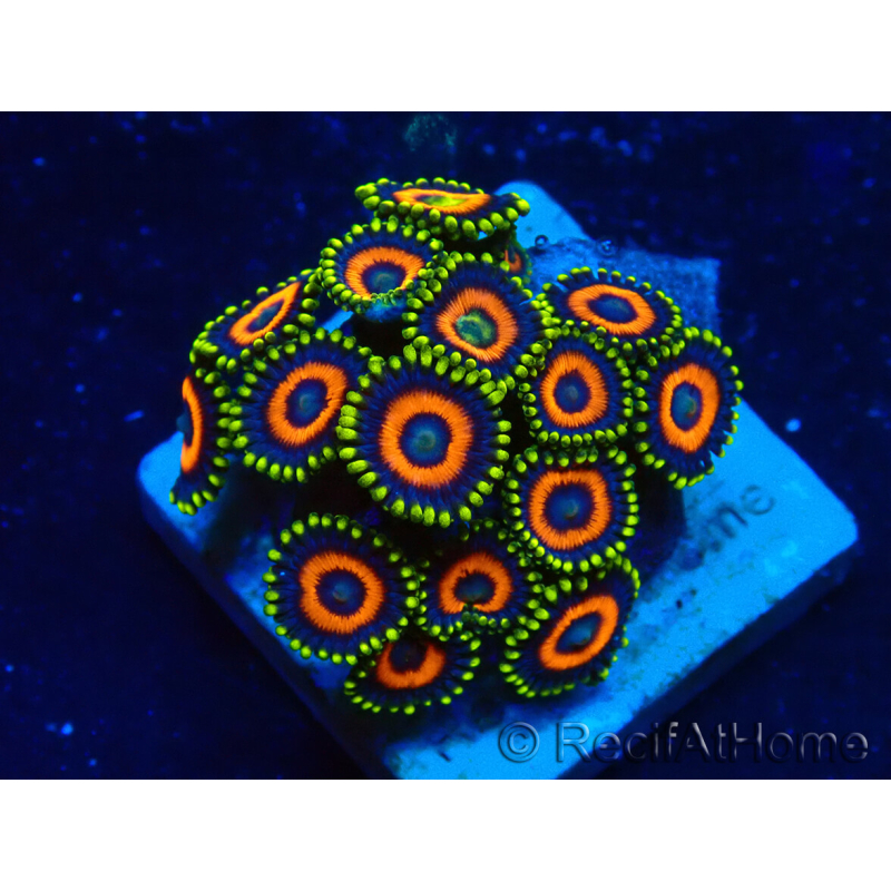 WYSIWYG - Zoanthus Maricultura Indo Aclimatado bajo led