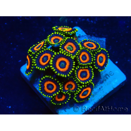 WYSIWYG - Zoanthus Indo Mariculture Acclimated under LED