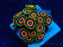 WYSIWYG - Zoanthus Mariculture Indo Acclimaté sous led