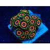 WYSIWYG - Zoanthus 14E5 Mariculture Indo Acclimaté sous led