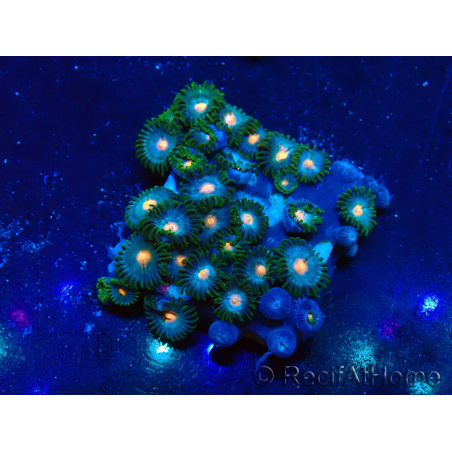 WYSIWYG - Zoanthus Mariculture Indo Acclimated under LED