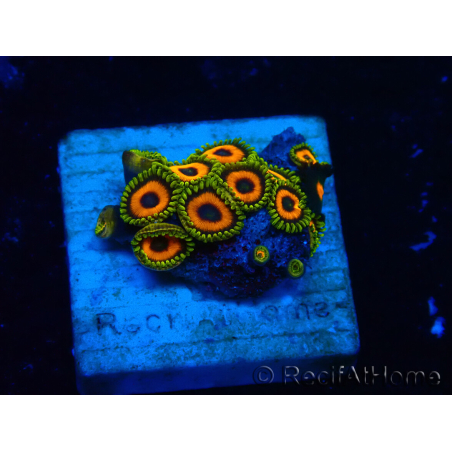 WYSIWYG - Zoanthus 14F1 Mariculture Indo Acclimaté sous led