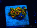 WYSIWYG - Zoanthus Mariculture Indo Acclimaté sous led