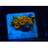 WYSIWYG - Zoanthus 14F1 Mariculture Indo Acclimaté sous led