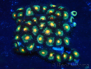 WYSIWYG - Zoanthus Maricoltura Indo Acclimatato sotto LED