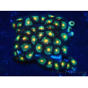 WYSIWYG - Zoanthus14F2 Mariculture Indo Acclimaté sous led