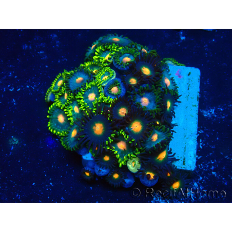WYSIWYG - Zoanthus Mariculture Indo Acclimated under LED