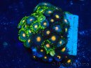 WYSIWYG - Zoanthus Maricultura Indo Aclimatado bajo LED