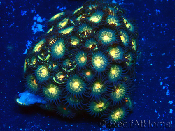 WYSIWYG - Zoanthus Maricultured Indo Acclimated under LED