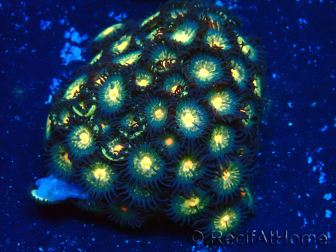WYSIWYG - Zoanthus 14F4 Mariculture Indo Acclimaté sous led