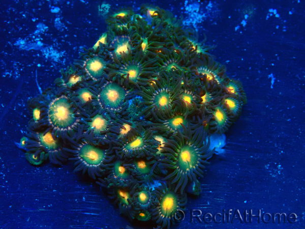 WYSIWYG - Zoanthus Mariculture Indo Acclimated under LED lights