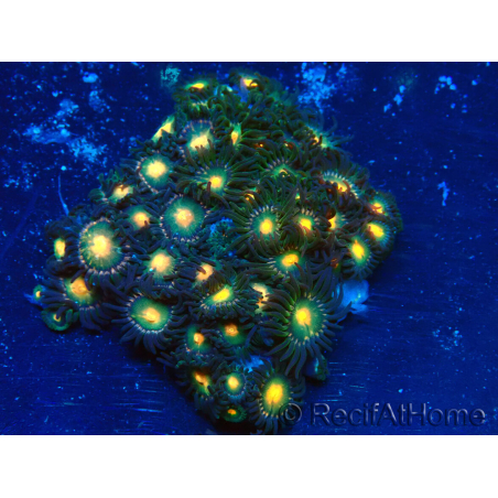 WYSIWYG - Zoanthus Mariculture Indo Acclimated under LED lights