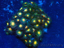 WYSIWYG - Zoanthus Mariculture Indo Acclimated under LED lights