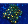 WYSIWYG - Zoanthus Mariculture Indo Acclimated under LED lights
