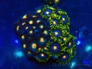 WYSIWYG - Zoanthus Mariculture Indo Acclimaté sous led