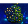 WYSIWYG - Zoanthus 14F6 Mariculture Indo Acclimaté sous led