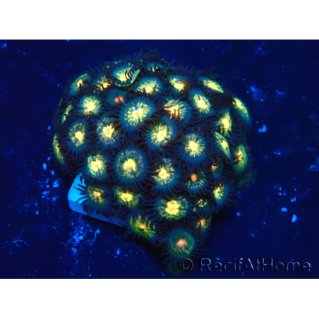 WYSIWYG - Zoanthus 14G1 Mariculture Indo Acclimaté sous led