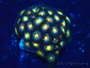 WYSIWYG - Zoanthus Mariculture Indo Acclimaté sous led