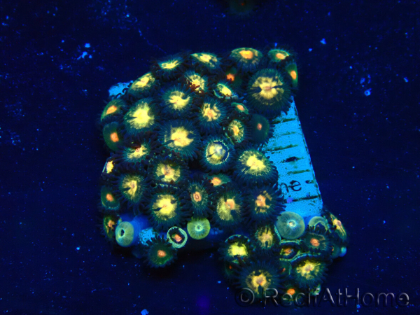 WYSIWYG - Zoanthus Maricoltura Indo Acclimatato sotto LED